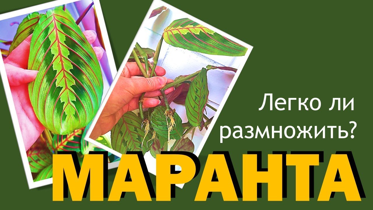 МАРАНТА: размножение черенкованием