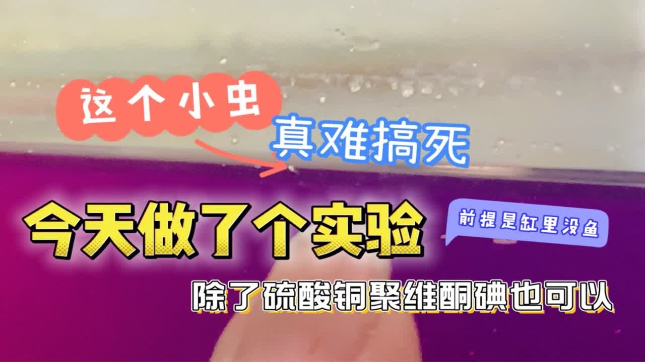 这种白色的小蚤类真的很烦人还很难搞死。到底是哪里来的呢