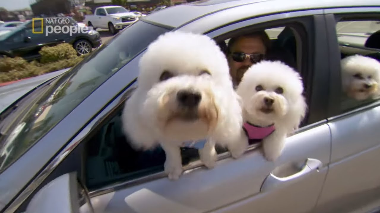 Te maluchy siały chaos wszędzie gdzie się pojawiły [Cesar Millan na ratunek]