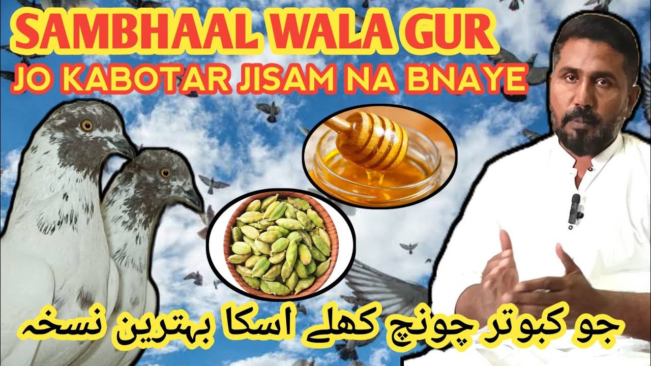 SAMBHAAL WALA SASTA GUR|| JO KABOTAR JISAM BNAYE USKA NUSKHA|| JO KABOTAR MOO KHOLE USKA NUSKHA