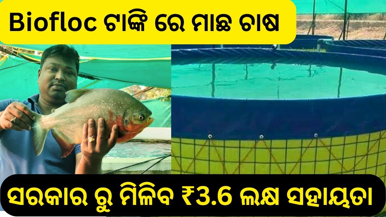 ମାତ୍ର 2ଟି ଟାଙ୍କି ରୁ ₹3.6 ଲକ୍ଷ୍ୟ ସରକାରୀ ସହାୟତା Successful Biofloc fish farmer in odisha. Biofloc Fish