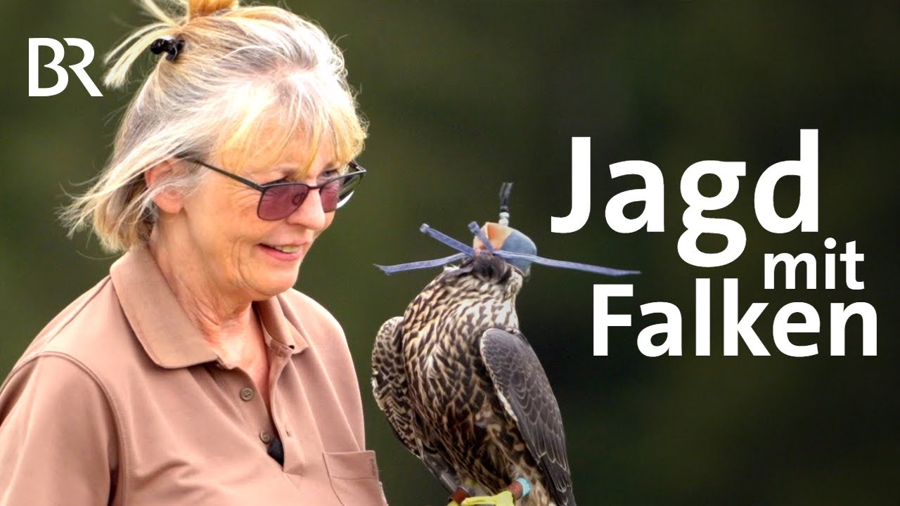 Züchten, Halten & Abtragen von Falken: Beizjagd & Falknerei in Bayern | Unter unserem Himmel | BR