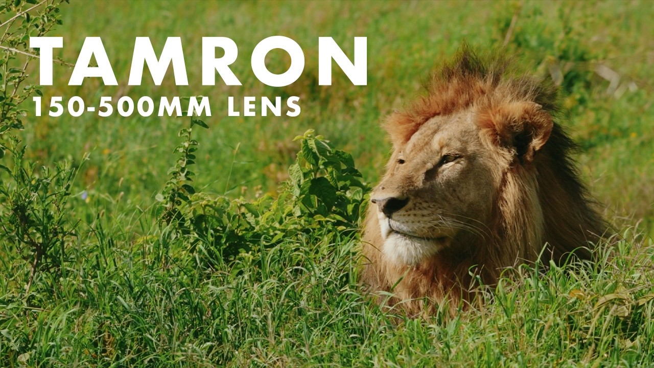A Filmmakers Review of the Best Budget Telephoto Lens | Tamron 150-500