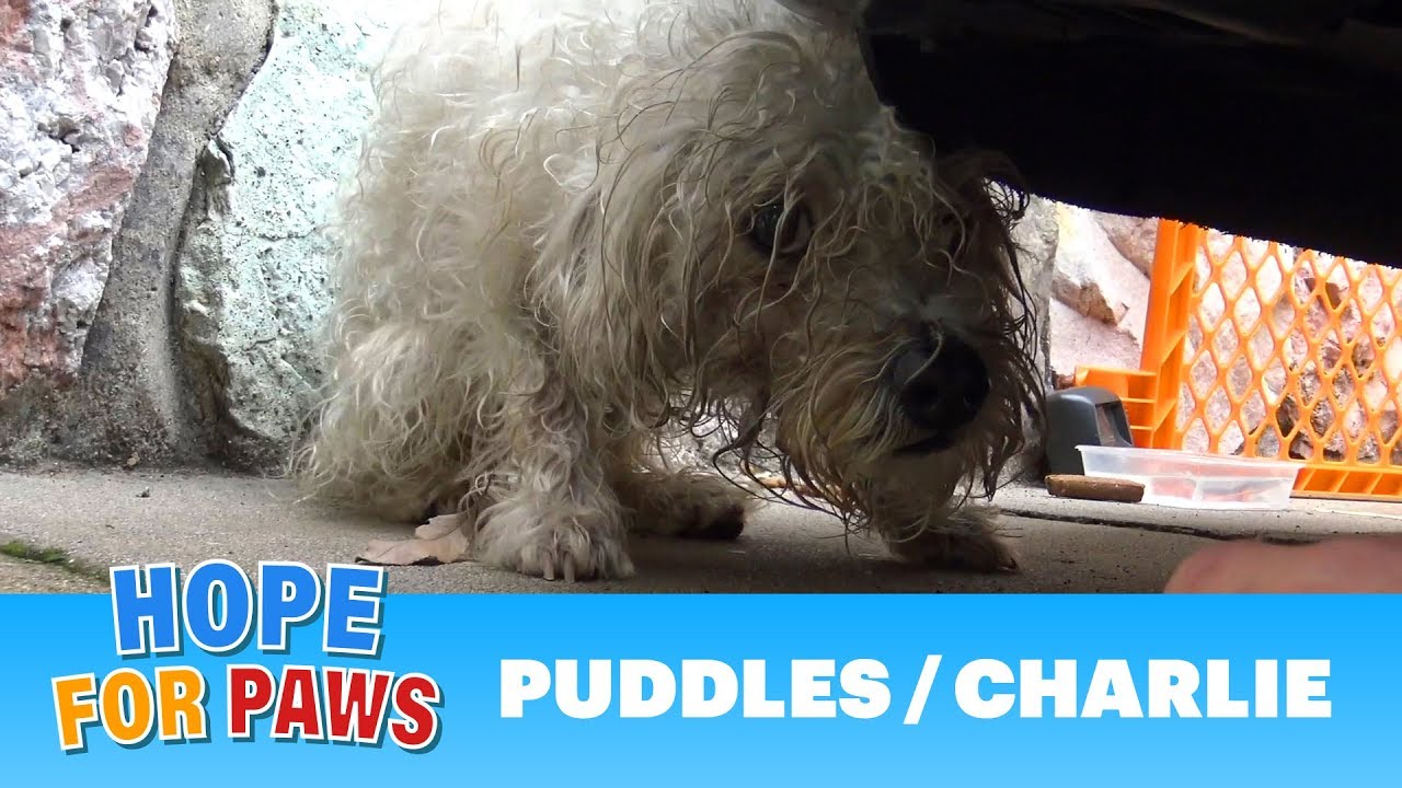 A sad and scared dog almost got a heart attack when he saw them! #terrier