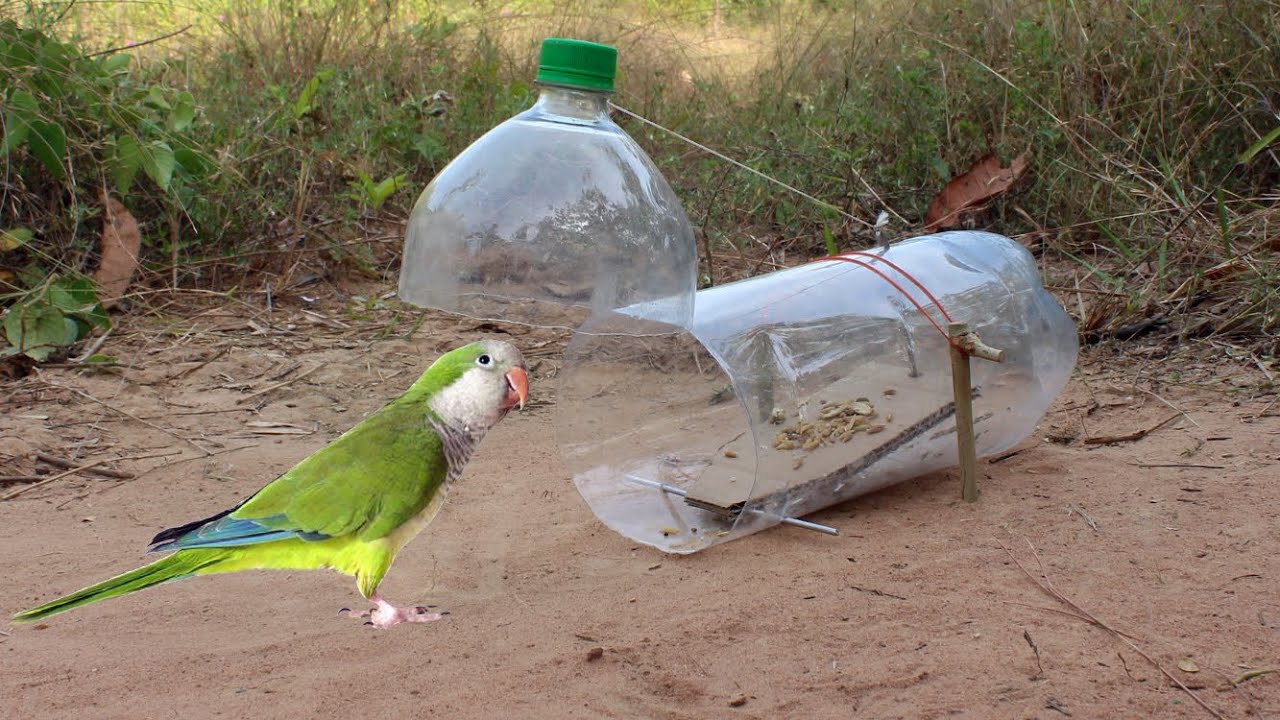Easy Bird Trap Make From Plastic bottles