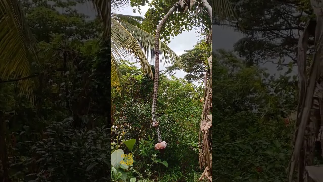 wow❤️ natural tree #tree #trees #banana #kerala #kerala360 #india