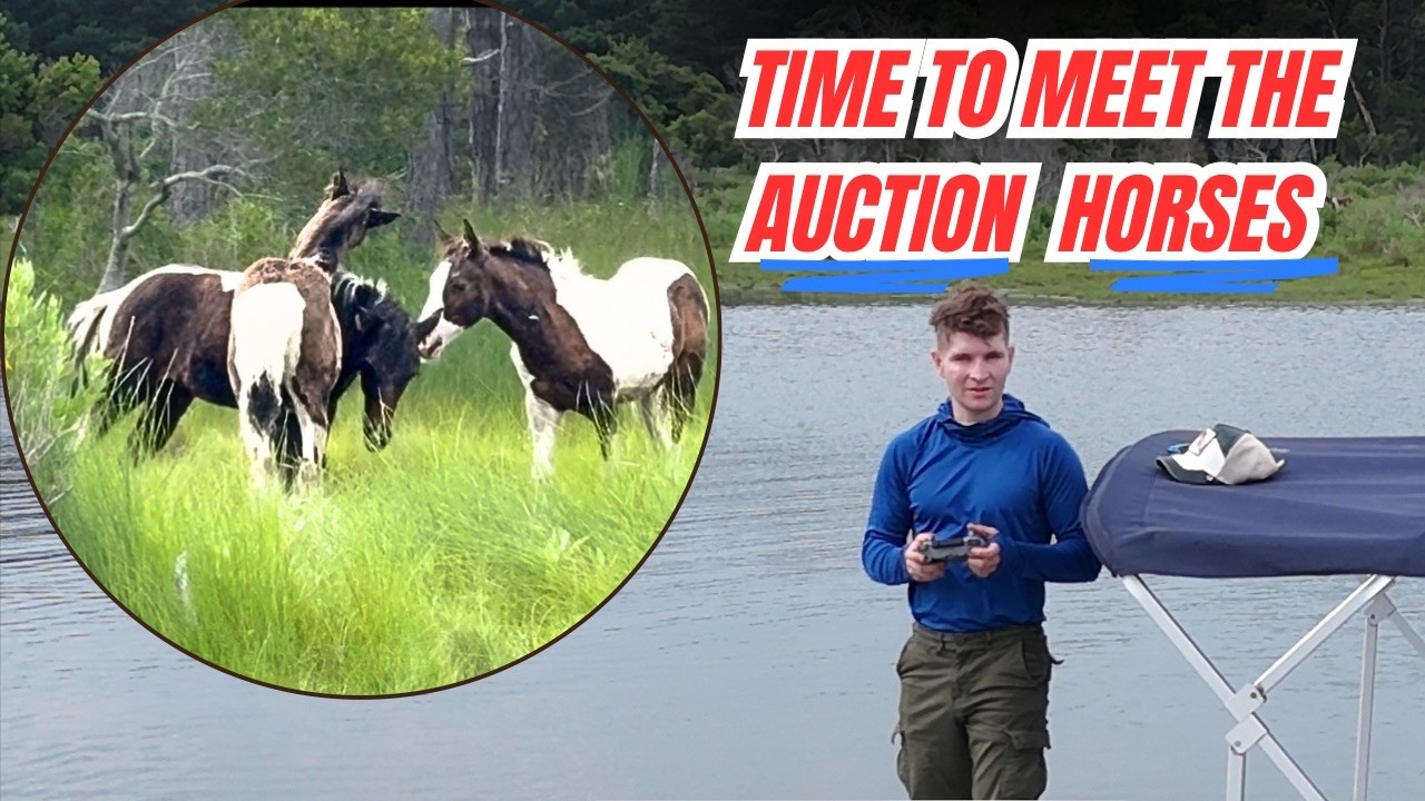 Lets meet the wild Auction Horses