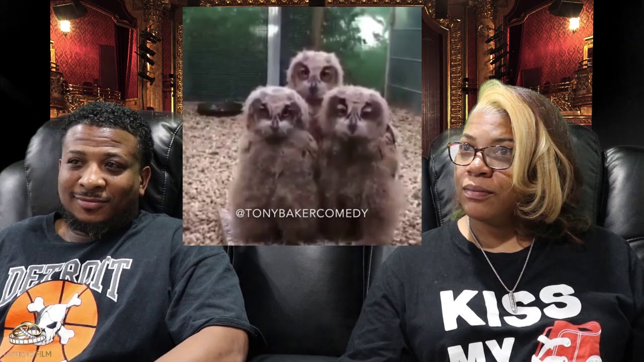 Try Not To Laugh Challenge Best of Tony Baker Voiceovers | Owl Edition