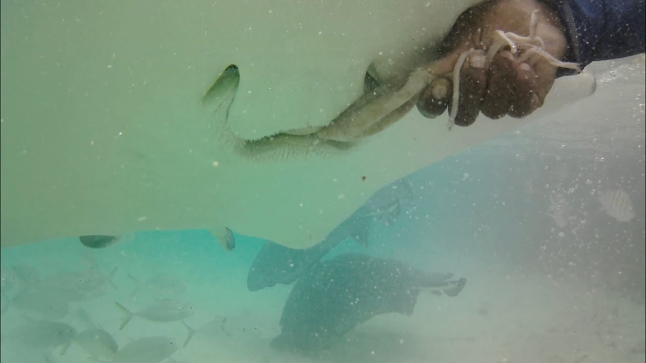 Kayak and snorkel with wild stingray in Antigua