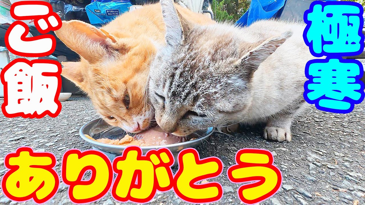 【今日も生きてる】極寒だけどご飯をもっていくとたくさんの猫たちが出てきた 地域猫ボランティアさん急逝後に火事エリア【視聴だけでも猫を助けることになります】支援者様 視聴者様 猫たちに神のご加護を！