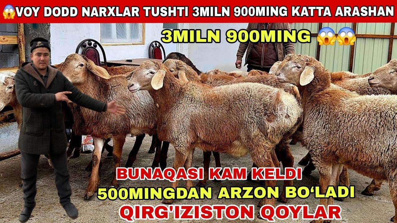😨3miln 900mingdan Qirg’iziston qo’zilari narxi tushti 500mingdan arzonladi shoshiling bunaqasi kam