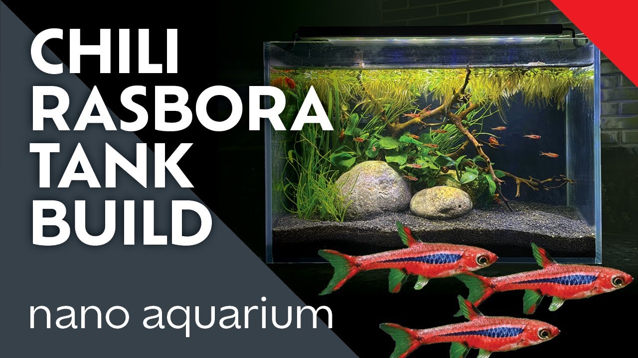 Nano Tank Build for Tiny Chili Rasboras