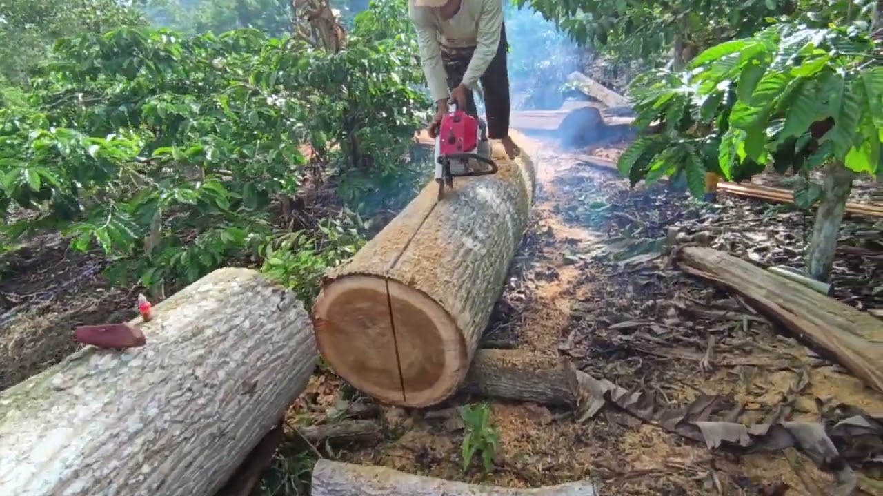 Belah kayu afrika ukuran sedang