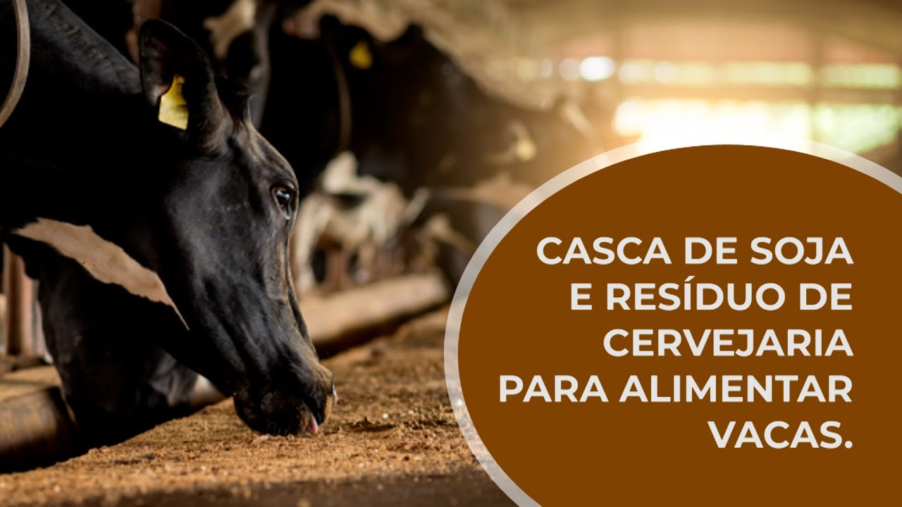 Casca de SOJA e resíduo de CERVEJARIA para alimentar VACAS - 4º ep. É possível substituir o MILHO?