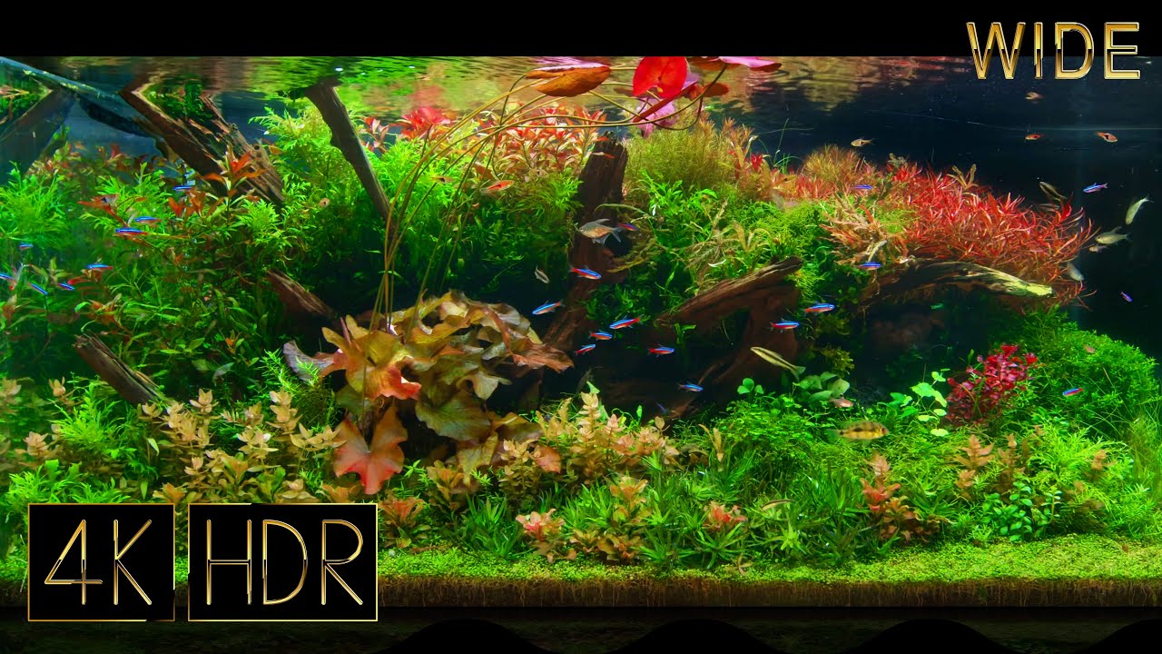[Wide] Underwater Colors | Aquascape • Fixed 3hours 4K HDR 60fps Real Aquarium • Water sound