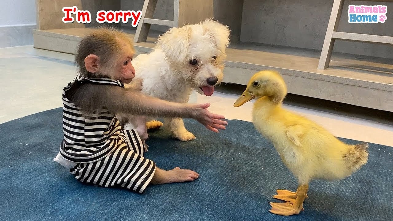 BiBi monkey  steals duckling's watermelon then