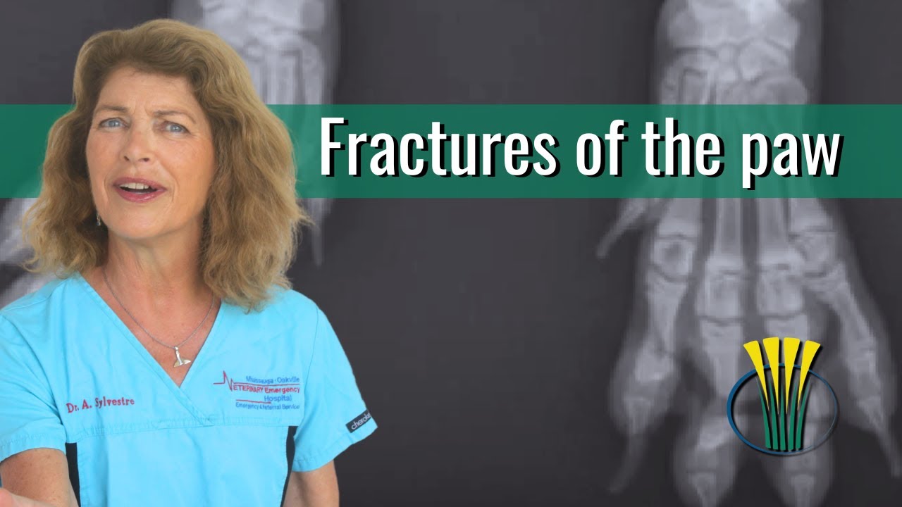 Fractures of the paws in dogs and cats do not need surgery