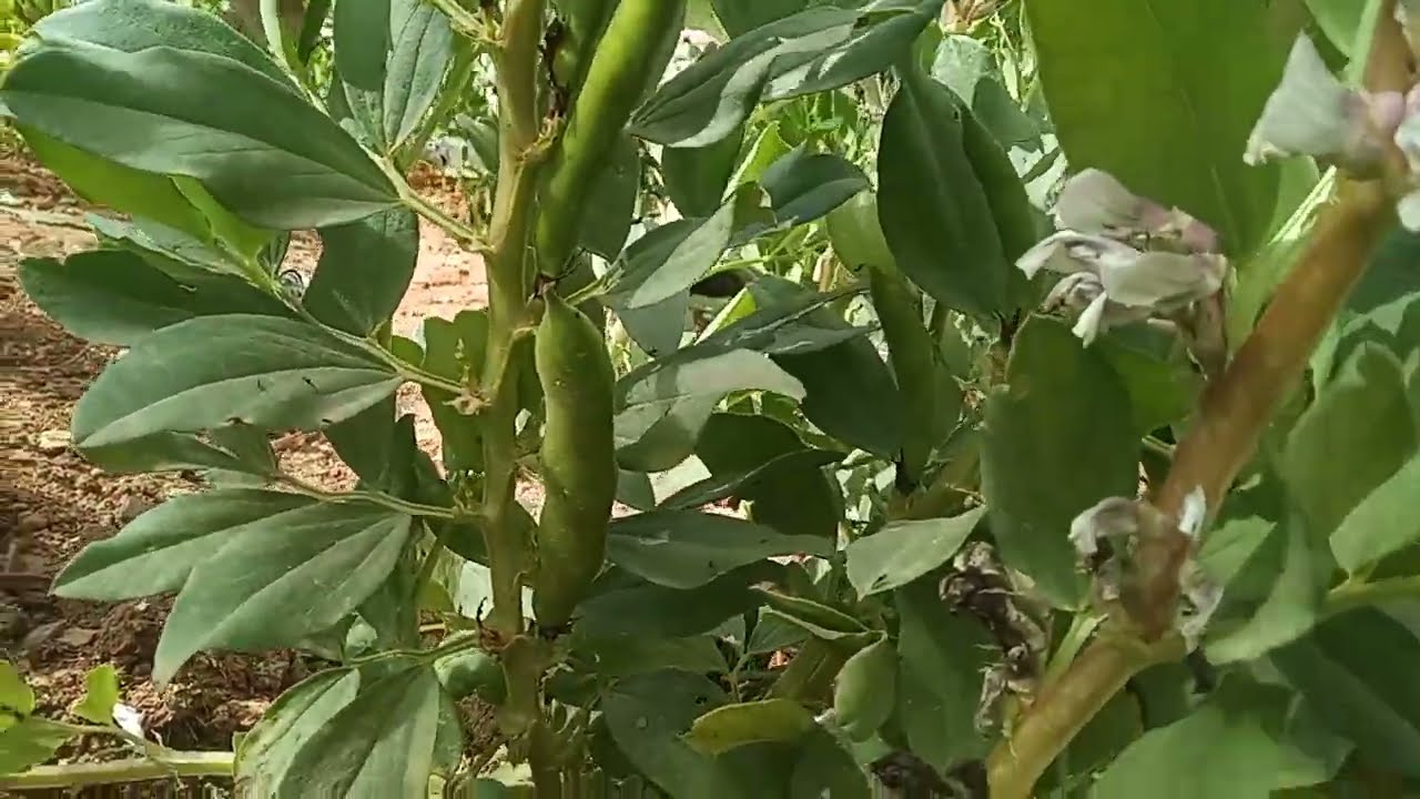 تنظيف اشجار الزيتون على طريقة المزارع سهيل ✨️♻️