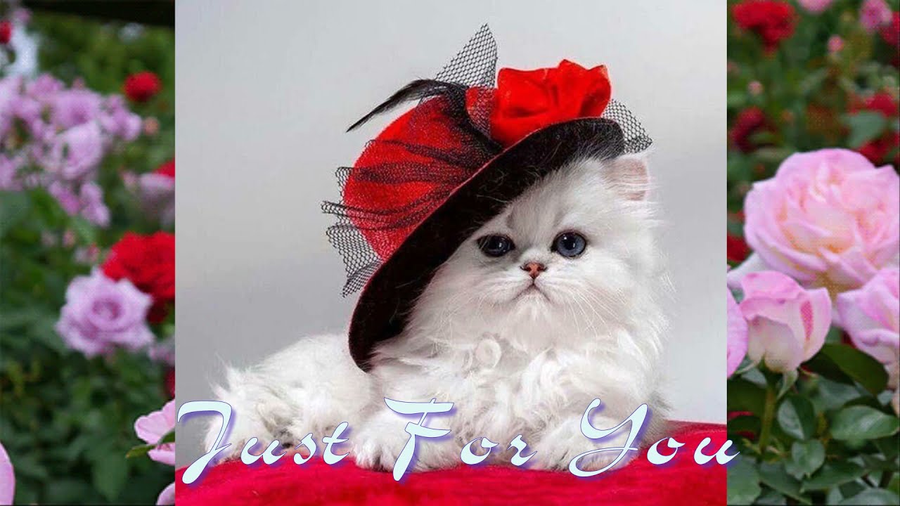 CUTE PUPPIES AND KITTENS🌹Just For You 🌹 Giovanni Marradi