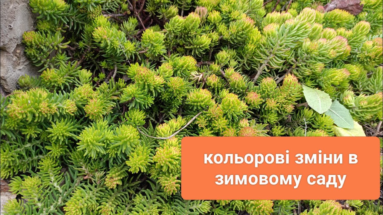 Шукаю переваги і недоліки змін кольору рослин взимку. Прогулянка по саду 9 грудня 2025.