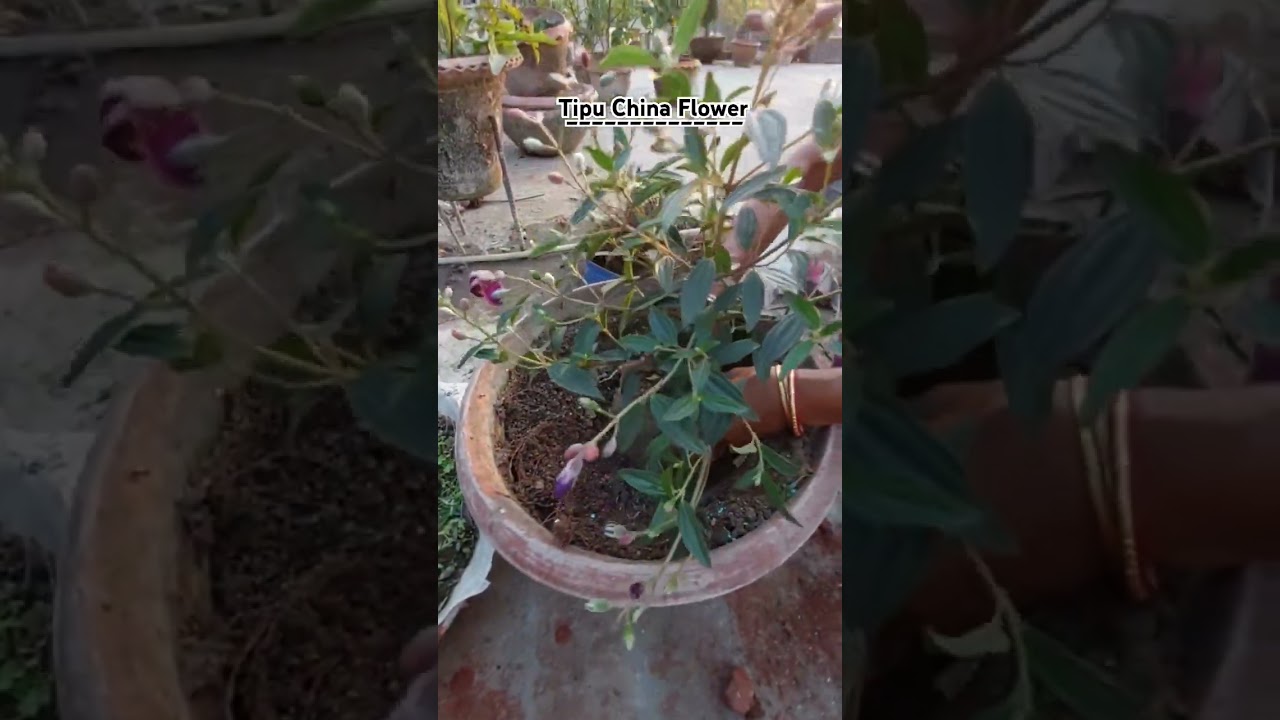 Tipu China plant potting l care l #dailyvlog #tipuchina #