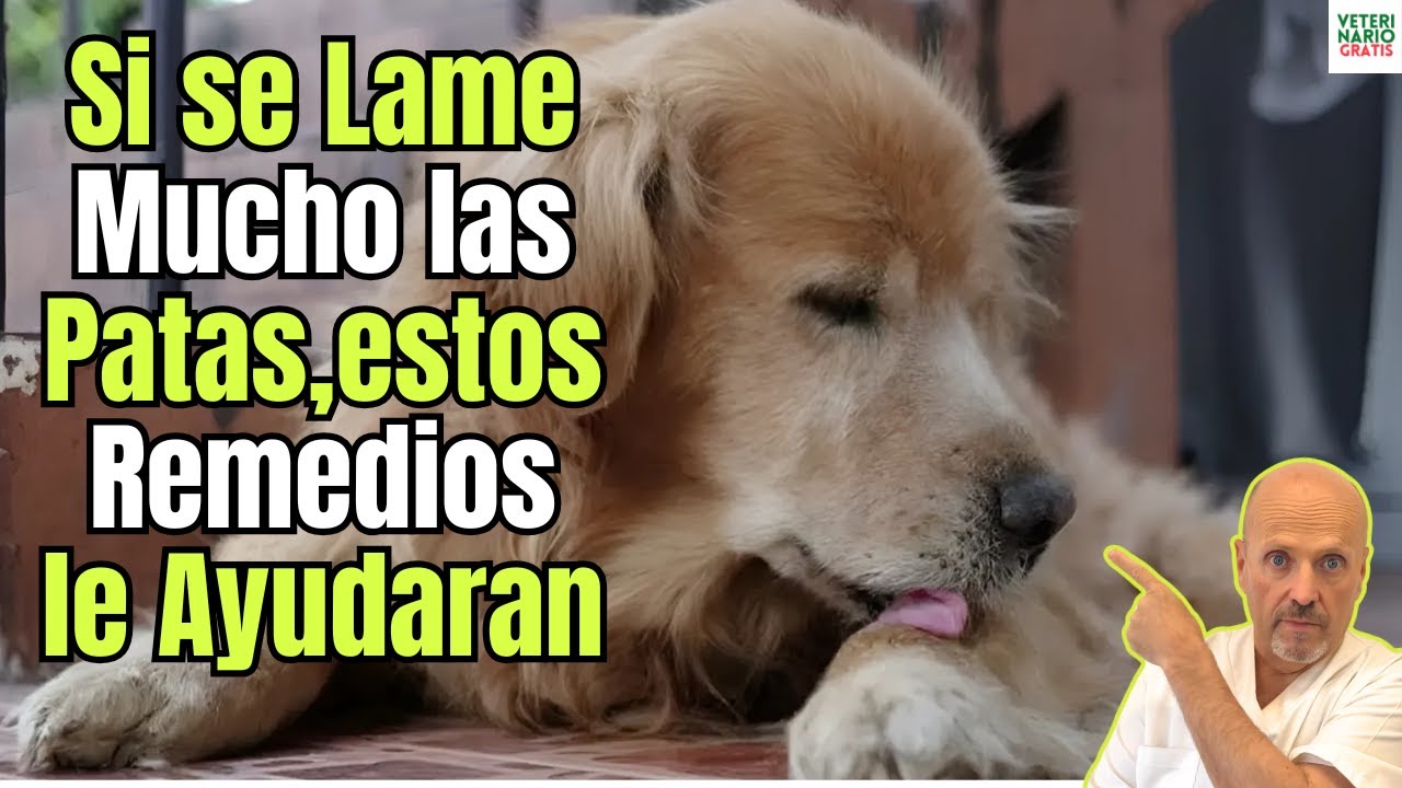 🐶 ¿QUÉ REMEDIOS CASEROS le puedo dar a mi PERRO si se LAME MUCHO las PATAS? 🐕‍🦺 Alivio NATURAL 🌿❤️