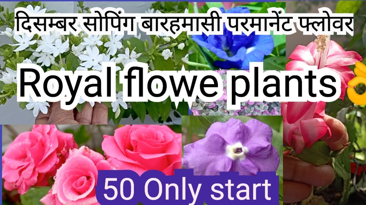 December month (Royal) permanent flower plants sopping 👌