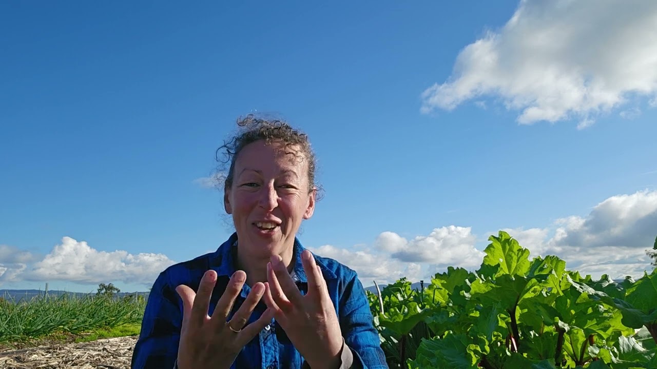 How to plant rhubarb crowns