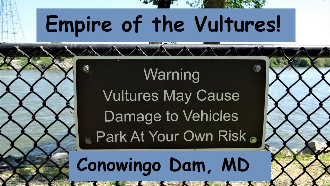 Empire of the Vultures! ~ Conowingo Dam, Maryland