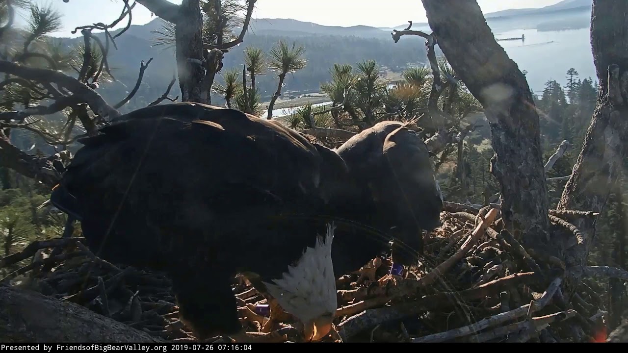 Big Bear Eagles ~ Mom Feeds Simba Fish; Pulls Up & Eats Some Of Cookie's Remains 7.26.19