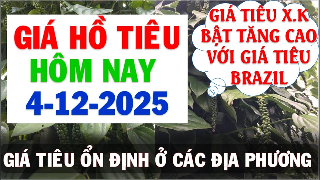 Gi&aacute; Hồ ti&ecirc;u h&ocirc;m nay ng&agrave;y 4/12/2025|Gi&aacute; ti&ecirc;u X.K Brazil bật tăng tốt tr&ecirc;n thị trường