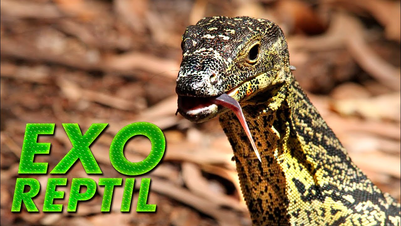 Exo Reptil - Alimentación Correcta de Varano Acuático