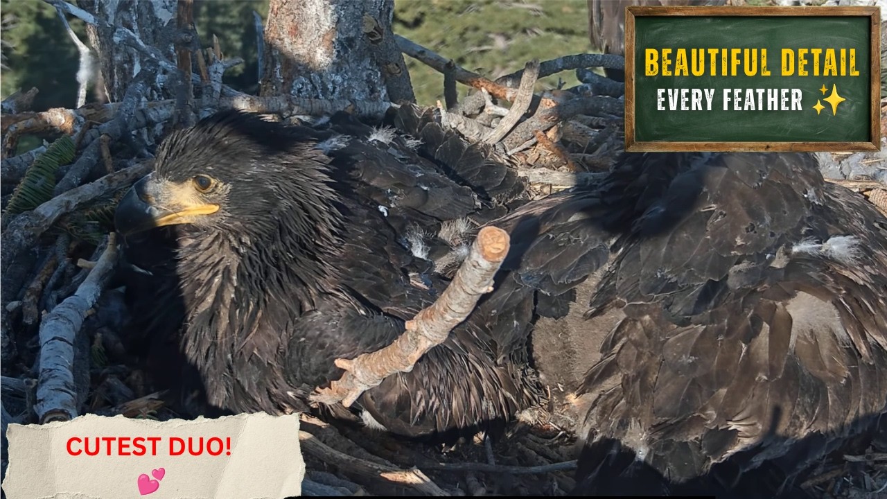 EVERY FEATHER VISIBLE! 🦅 Sandy & Luna's Most Stunning Close-Up Footage! | Big Bear Bald Eagles 2026