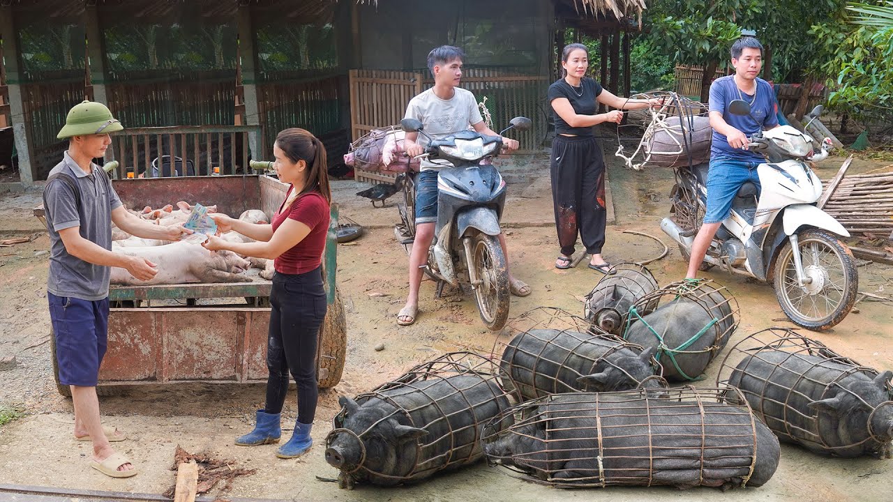 Selling a herd of 80kg/pig after 210 days of raising - Journey on my farm
