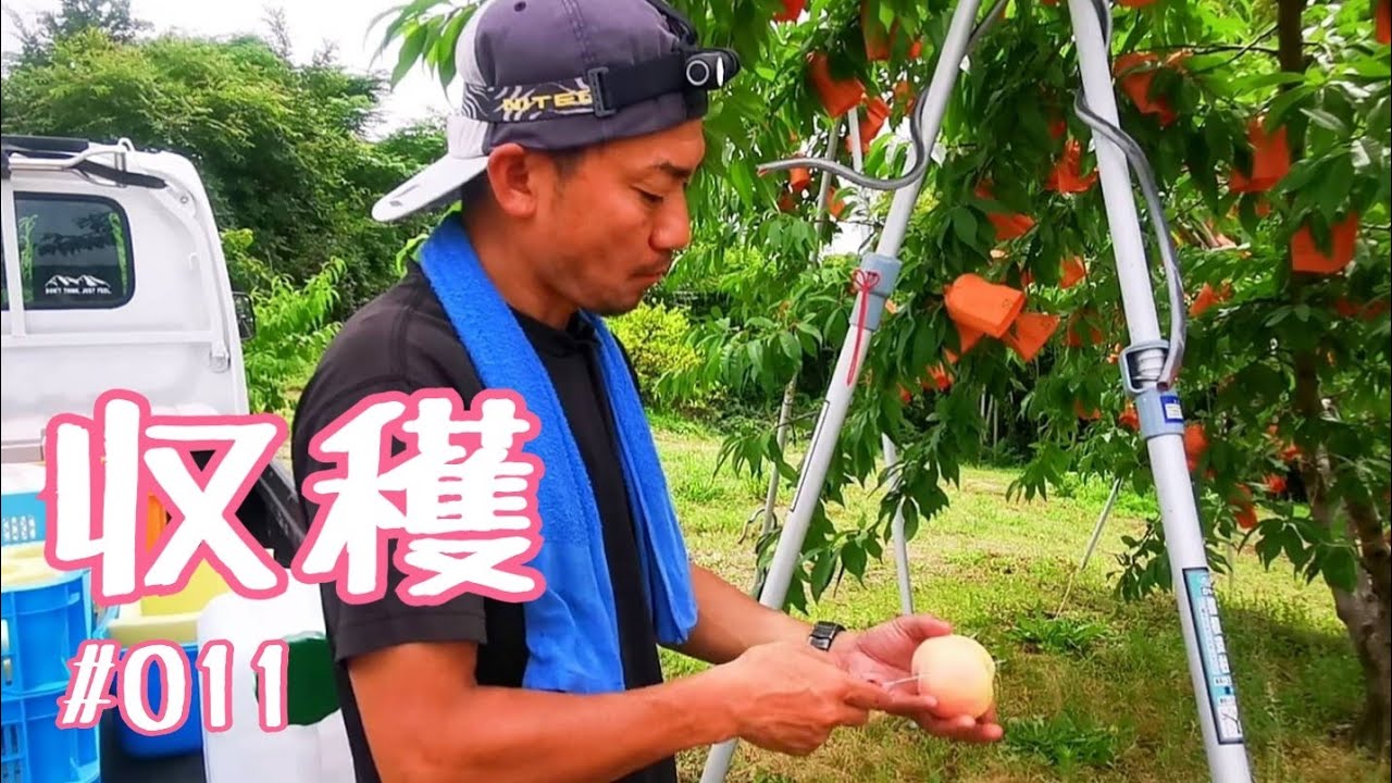 収穫【桃】くらねら果樹園