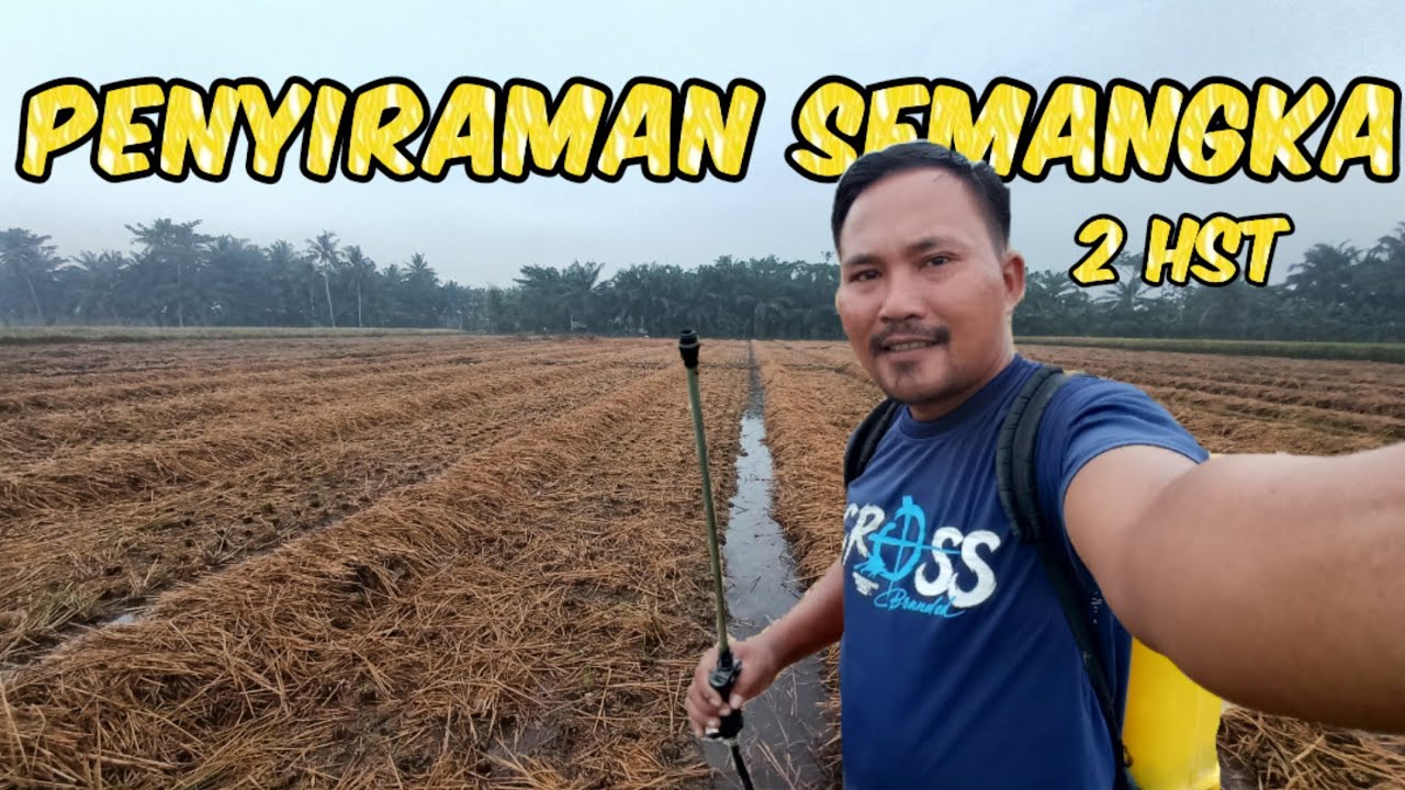 Perendaman dan Penyiraman Lahan Semangka Agar Bedengan Tetap Lembab. (1) #pertanian #nardyshu