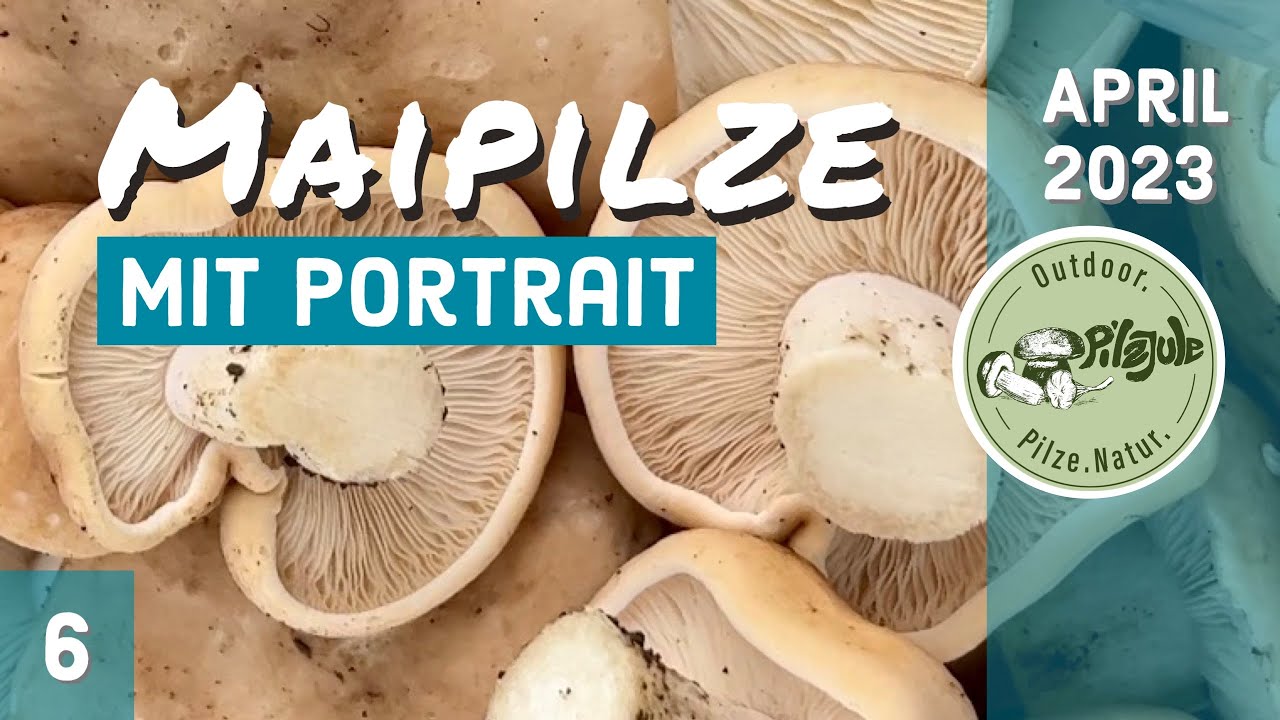 Maipilz | Mairitterling mit Portrait | Pilze im April 2023 EP06