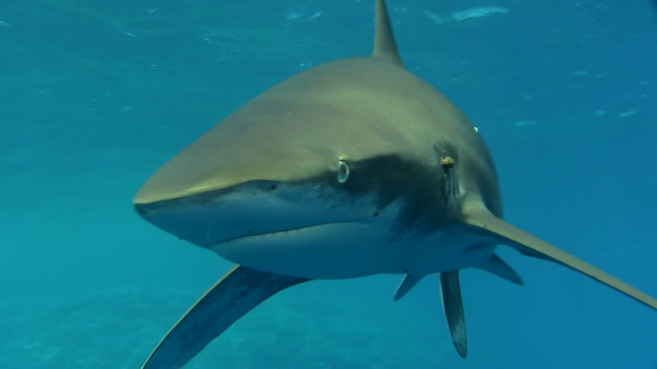 Marsa Alam , close encounters.