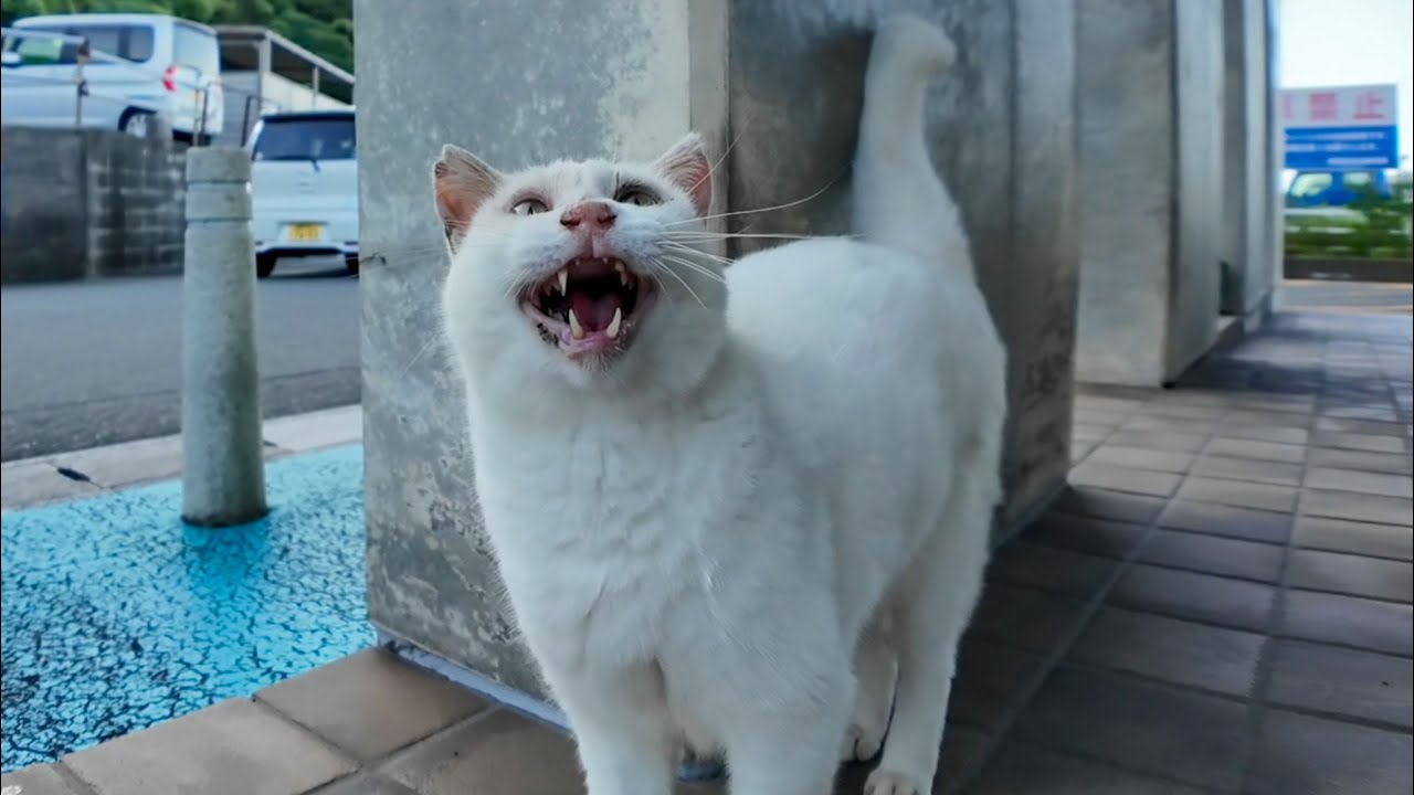 切符売り場前で叫ぶ猫「開けろニャーー!!!」