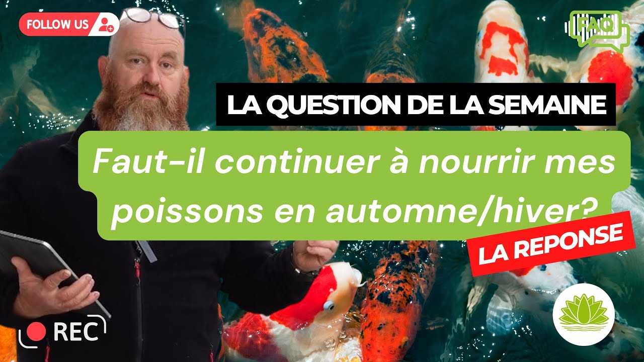 Faut-il continuer à nourrir mes poissons & carpes koïs en automne/hiver?