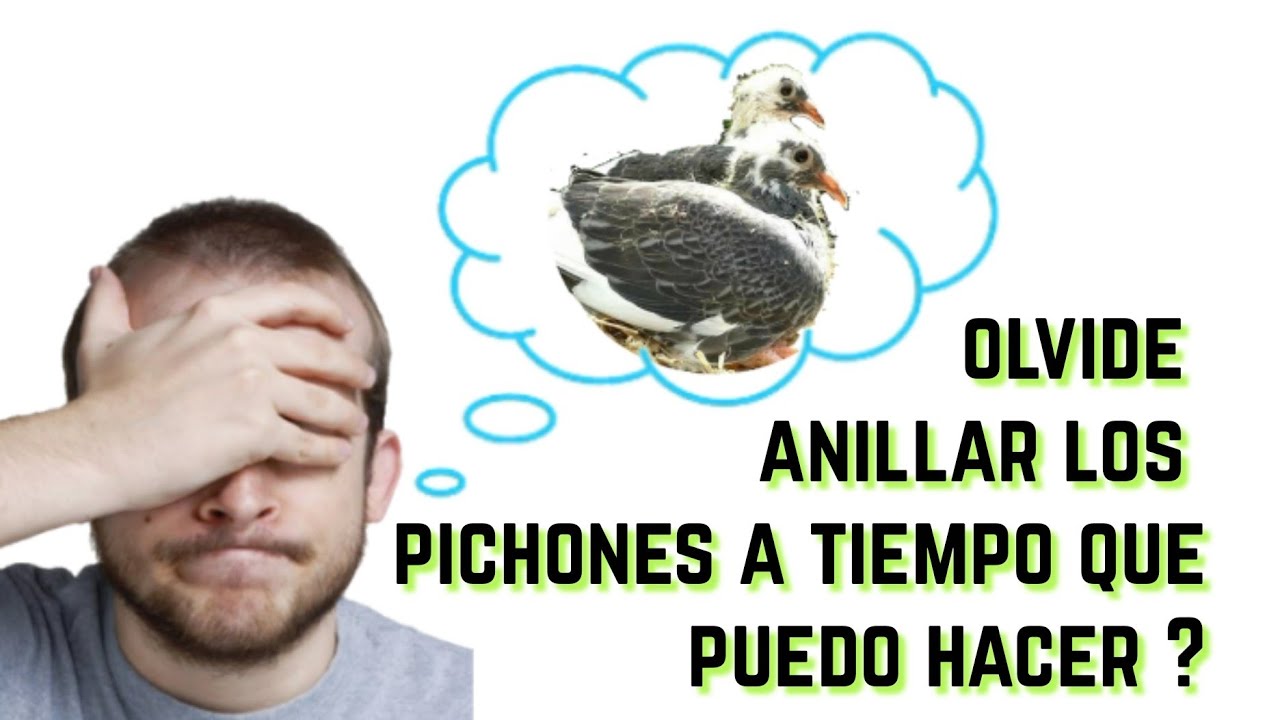 Anillo de mi pichon no entra que Puedo hacer.