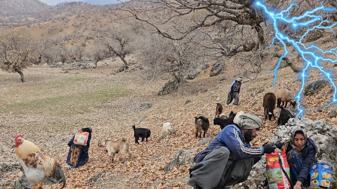 Nomadic Life:Rainy Days of the Nomadic Family:Collecting Acorns for Sheep with the Nomadic Family🌧️🐑