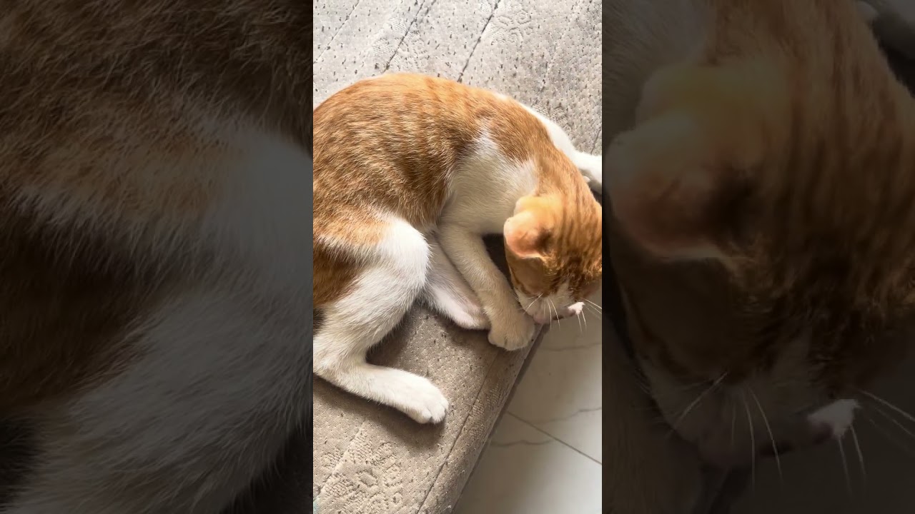 Cleavers meow 😍# #cat #cute #meow #nice #longvideo 