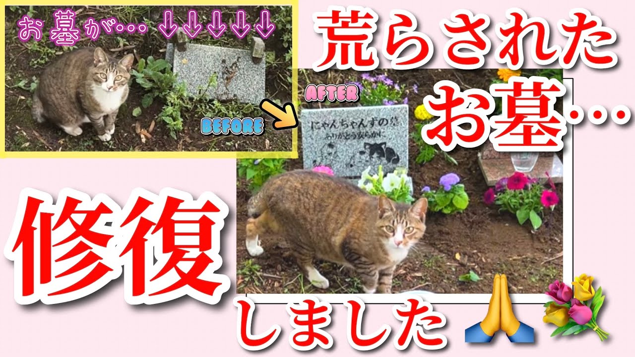 みんなが眠ってるお墓が悲惨なことになってました…😭