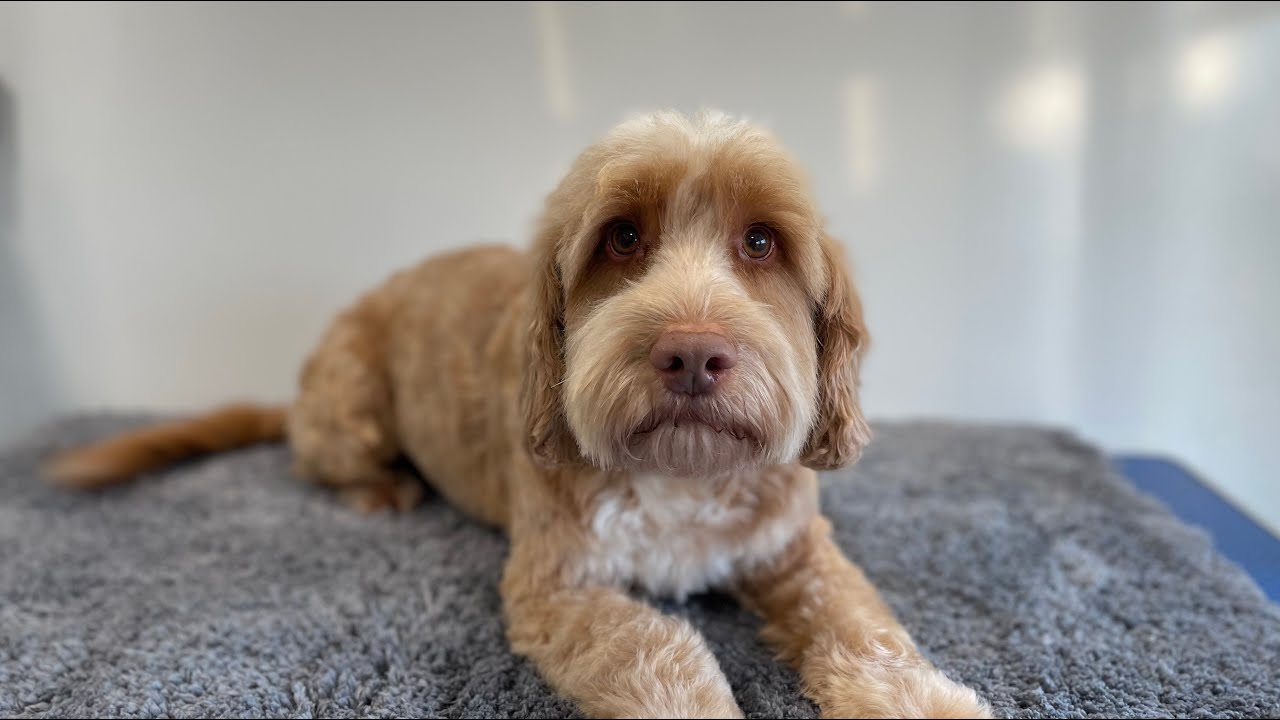 Cockapoo Groom | Dog Grooming