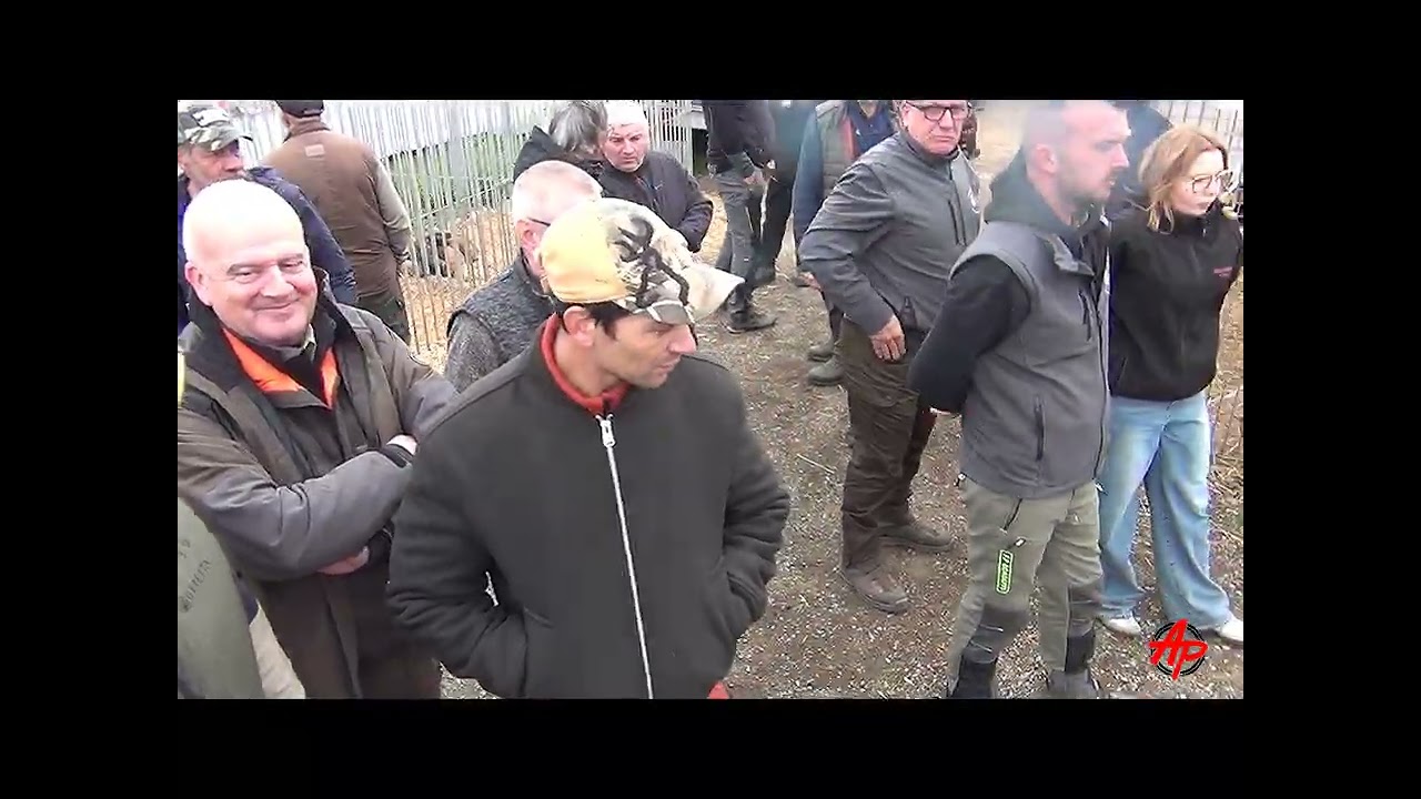 CONCOURS BREVETS CHIENS COURANTS SUR SANGLIERS. OLMICCIA  2026