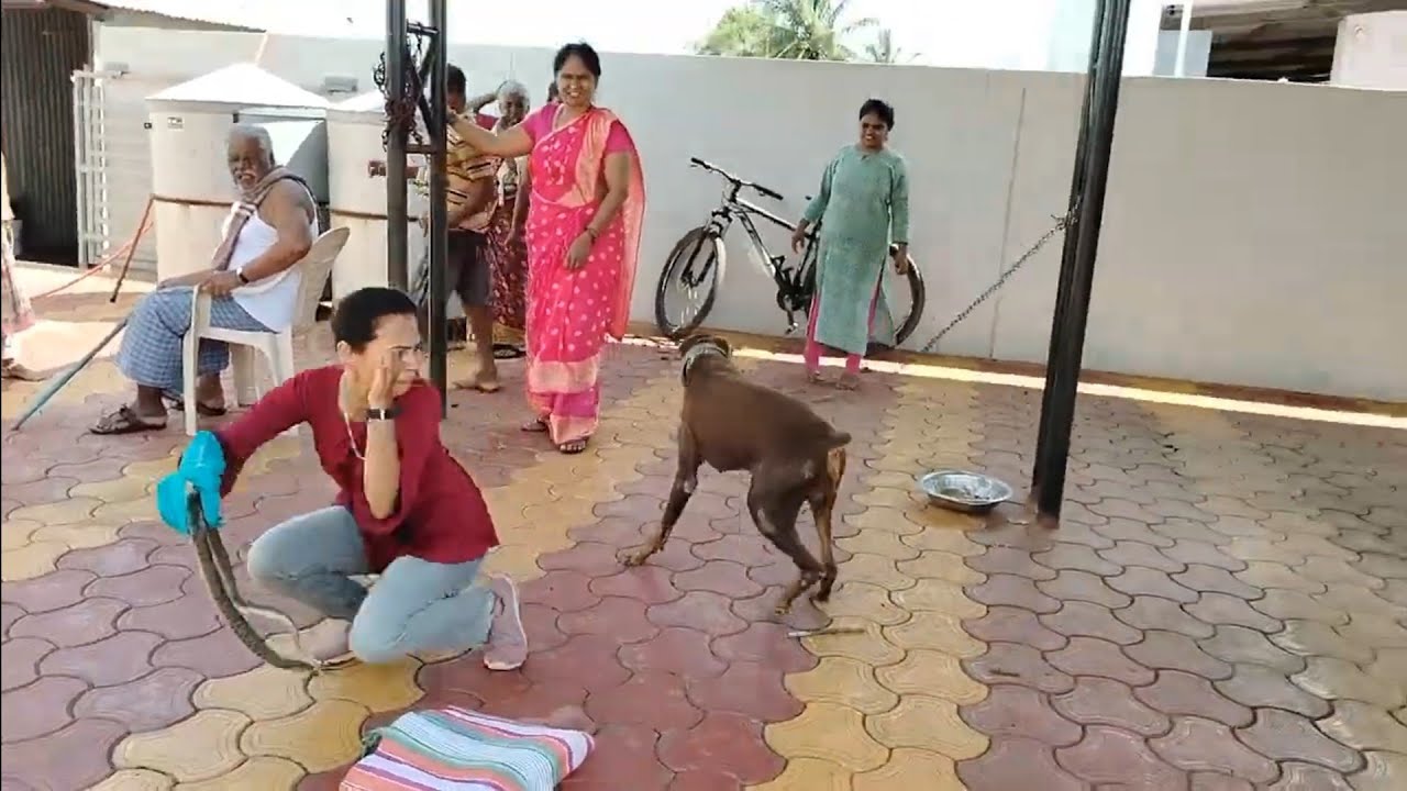 सापा पेक्षा कुत्रा खतरनाक 😅