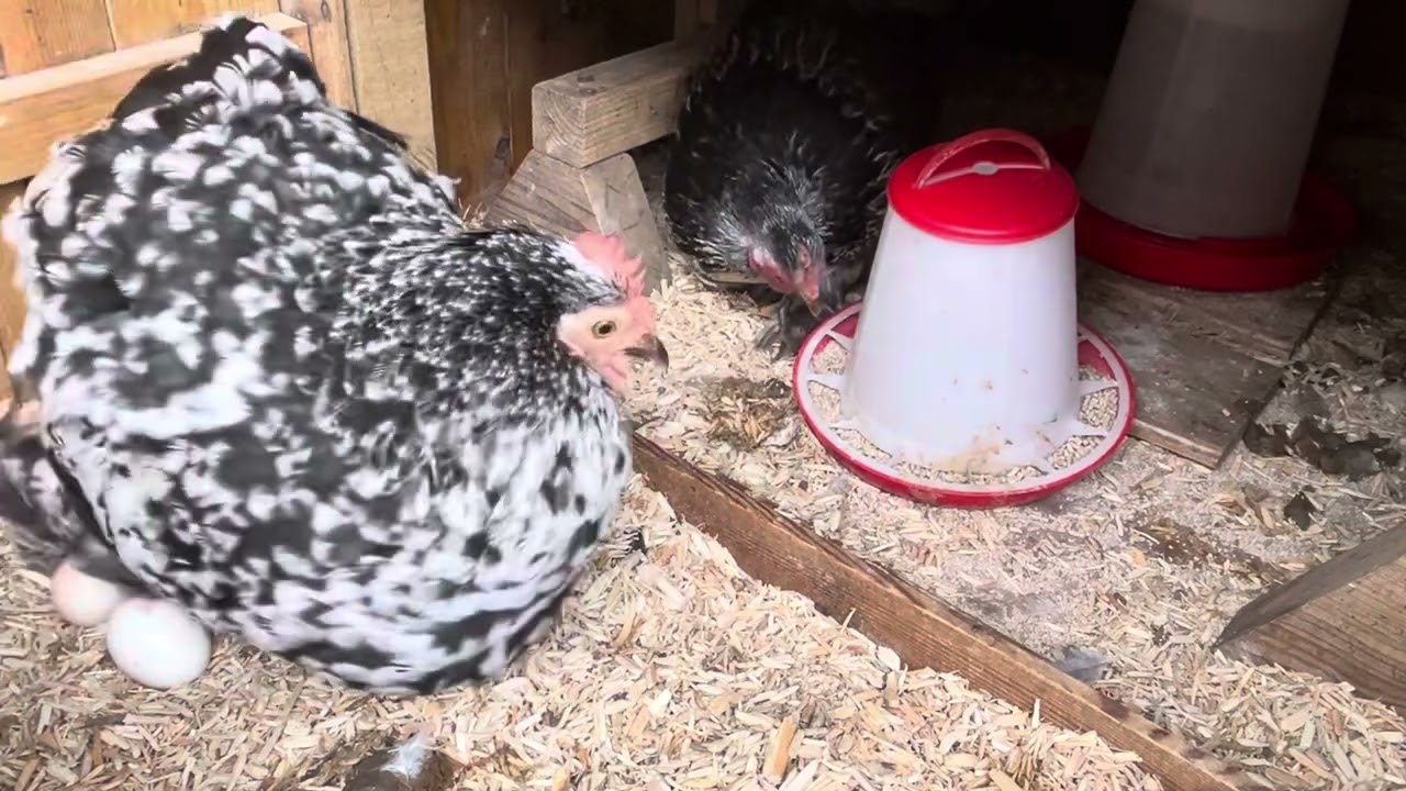 Chicken ASMR 7