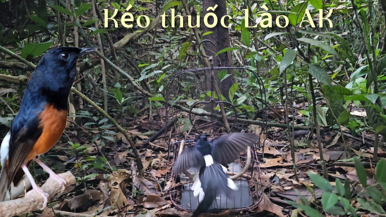 Chòe lửa kéo thuốc lào bắn AK
