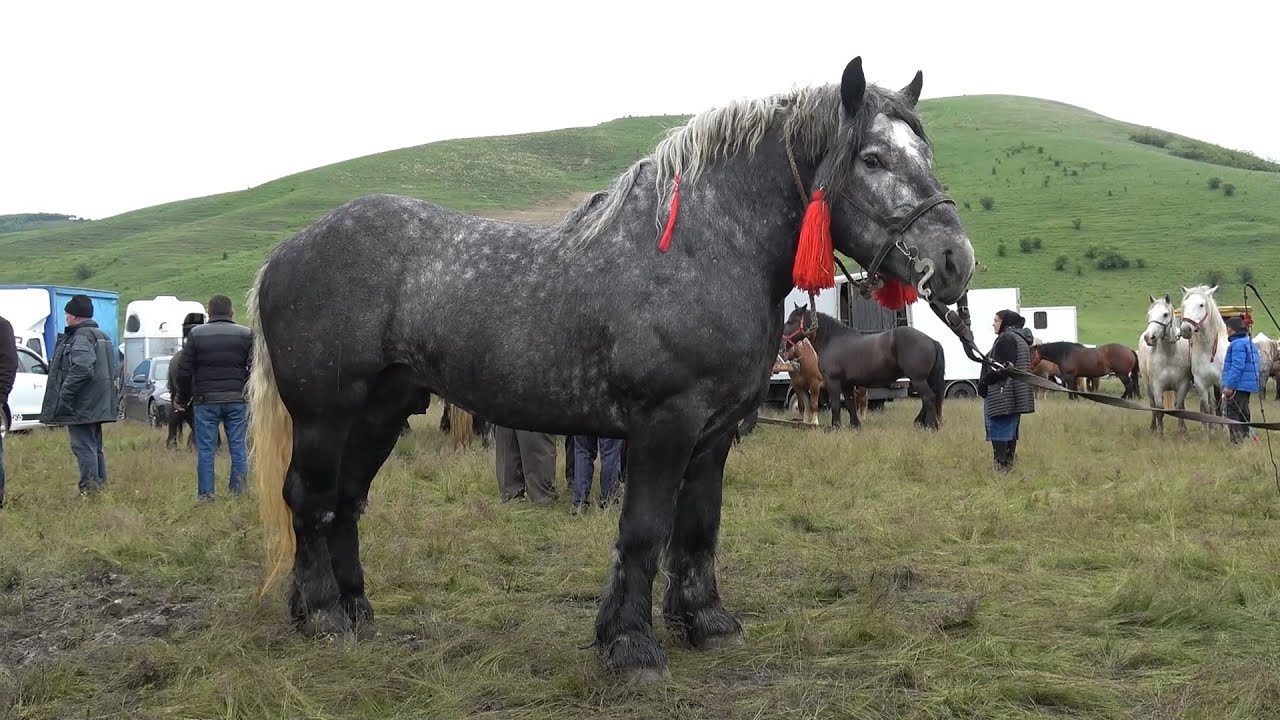 Targul de cai de la Grindeni, Mures 17 Mai 2025 Nou!!!